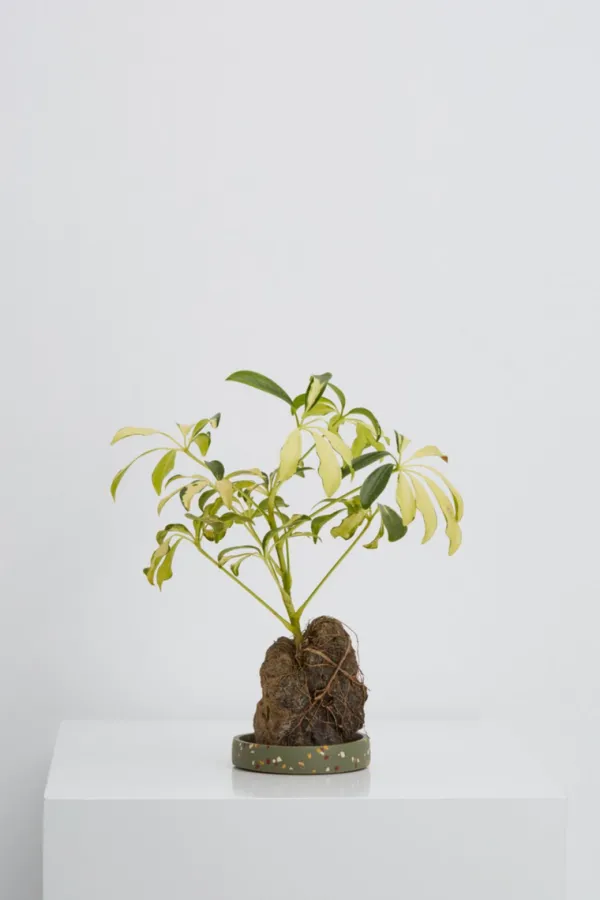 Home>Capra Designs Small Terrazzo Tray